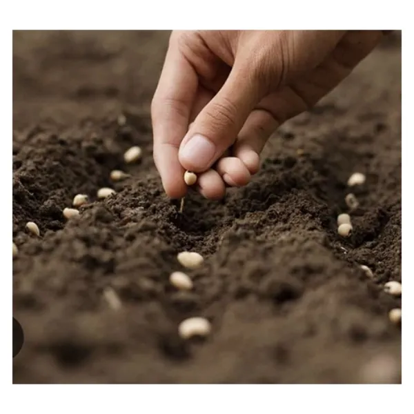 Seed